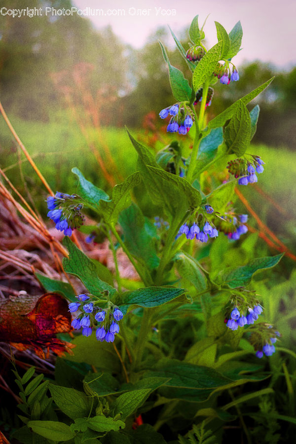 Blossom, Flora, Flower, Plant, Violet, Geranium, Flare