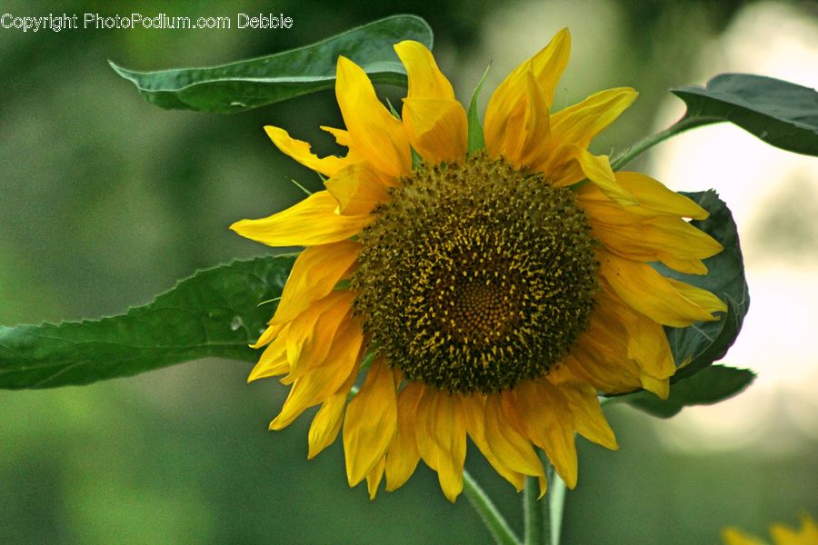 Blossom, Flora, Flower, Plant, Sunflower, Daisies, Daisy