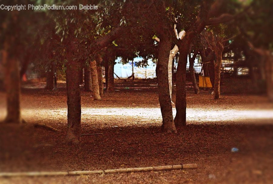 Plant, Tree, Oak, Wood, Brick, Campus, Fir