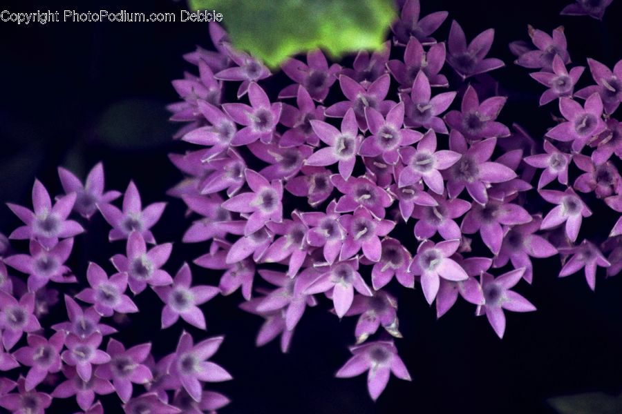 Blossom, Flora, Flower, Plant, Lilac, Petal, Geranium