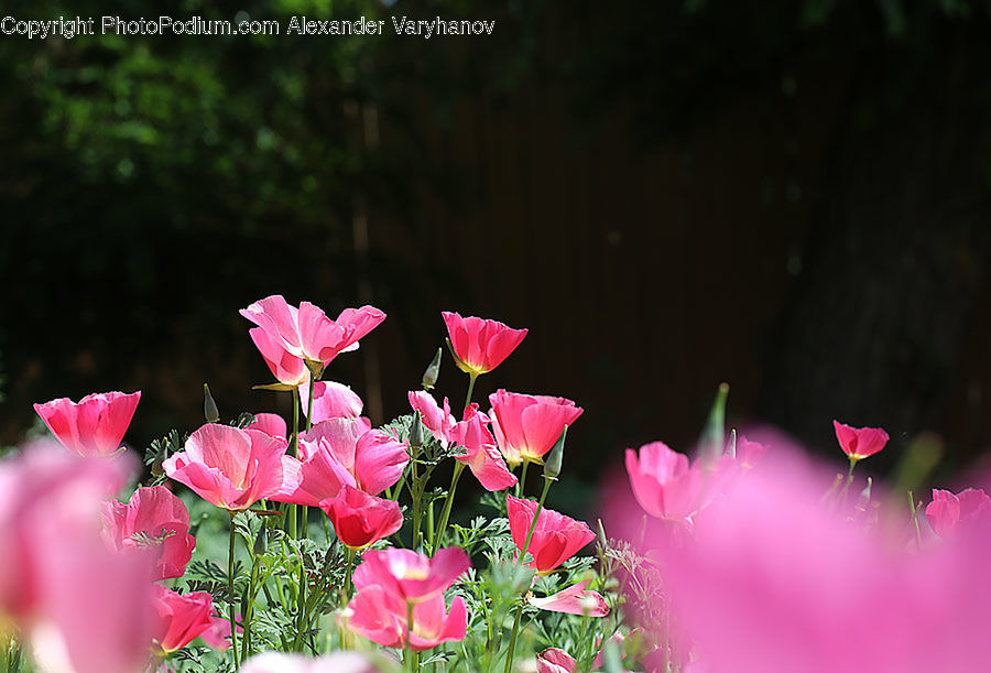 Blossom, Flora, Flower, Plant, Tulip, Poppy, Petal