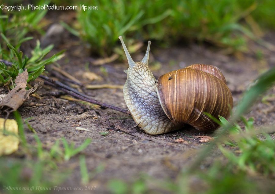 Invertebrate, Snail, Plant, Blossom, Flora, Flower, Outdoors