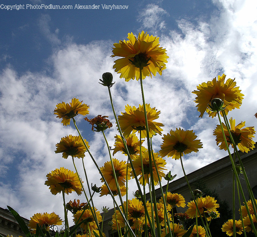 Blossom, Daffodil, Flora, Flower, Plant, Sunflower, Daisies