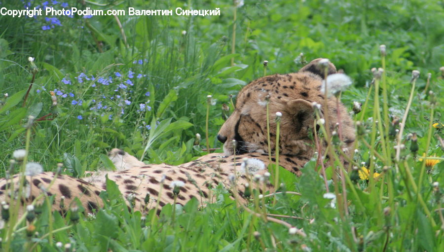 Animal, Giraffe, Mammal, Cheetah, Leopard, Fiber, Flax