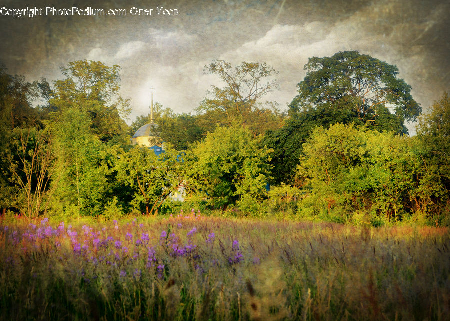 Field, Grass, Grassland, Land, Outdoors, Lavender, Plant