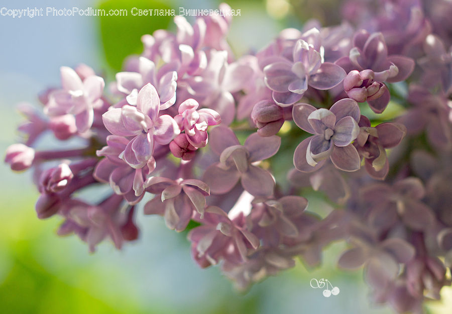 Blossom, Flower, Lilac, Plant, Flora, Cherry Blossom