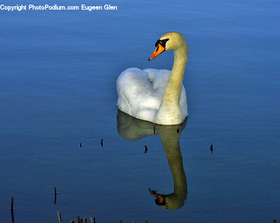 Bird, Swan, Waterfowl, Black Swan, Beak, Goose, Head