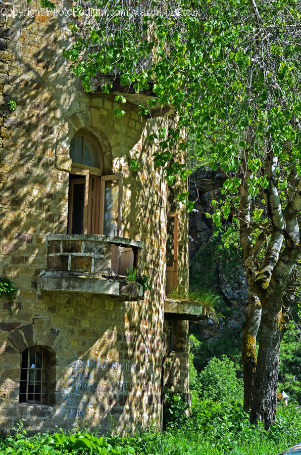 Ivy, Plant, Vine, Building, Cottage, Housing, Ruins
