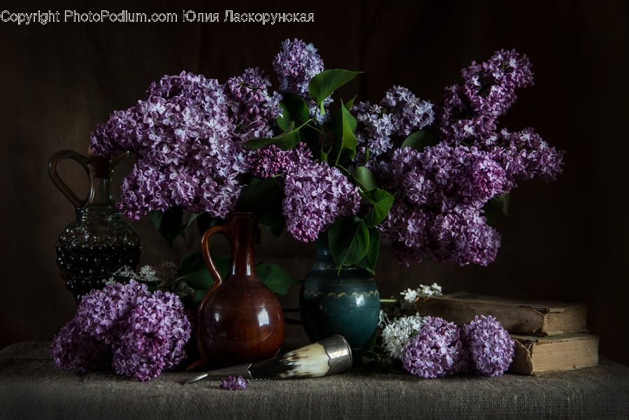 Blossom, Flower, Lilac, Plant, Potted Plant, Jar, Porcelain