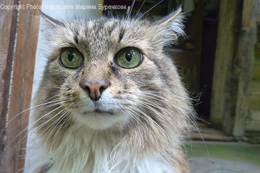 Animal, Pet, Cat, Mammal, Manx, Abyssinian