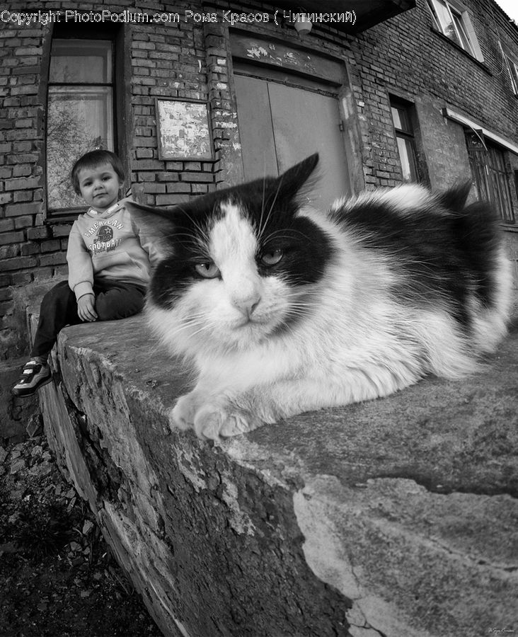 Animal, Face, Portrait, Smile, Brick, Bunker, Person