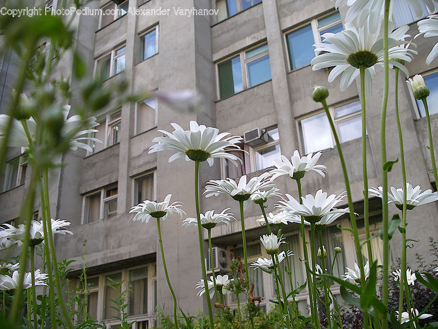 Daisies, Daisy, Flower, Plant, Apartment Building, Building, High Rise