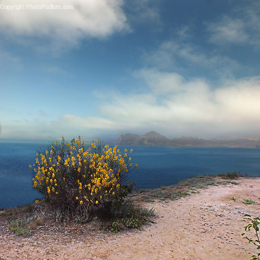 Beach, Coast, Outdoors, Sea, Water, Plant, Vegetation