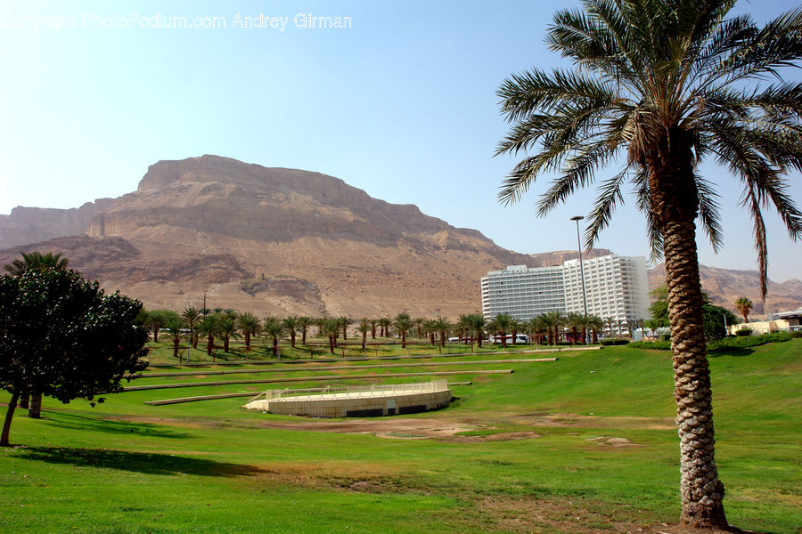 Palm Tree, Plant, Tree, Golf Course, Grassland, Building, Housing