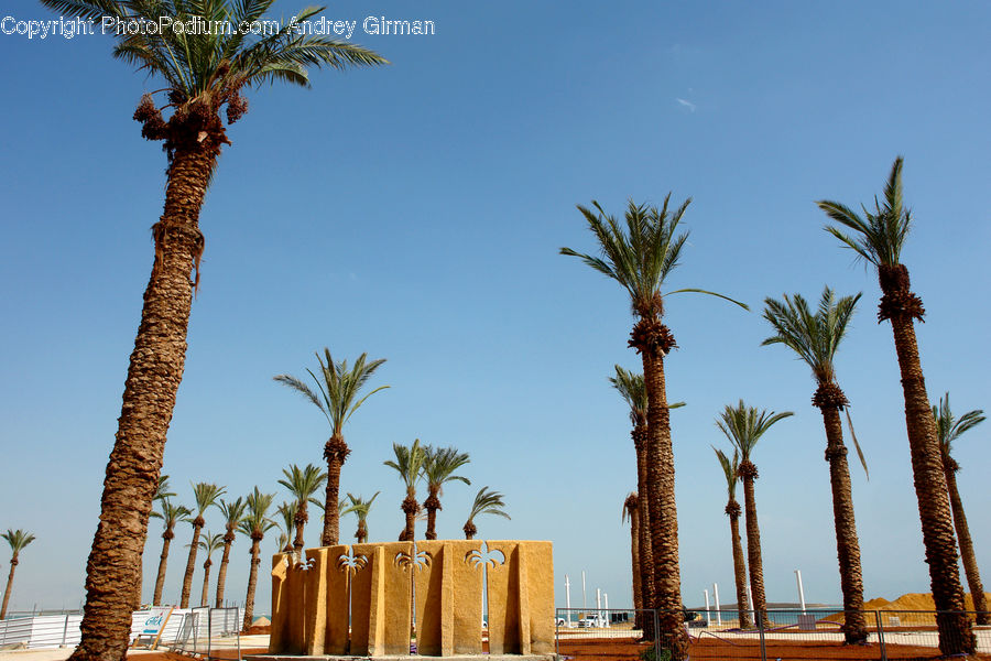 Palm Tree, Plant, Tree, Grass, Reed, Arecaceae, Agavaceae
