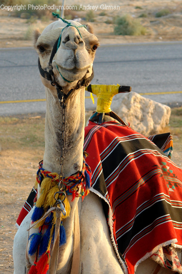 Animal, Camel, Mammal, People, Person, Human, Canine