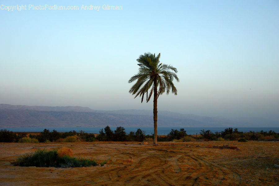 Palm Tree, Plant, Tree, Desert, Outdoors, Arecaceae, Landscape