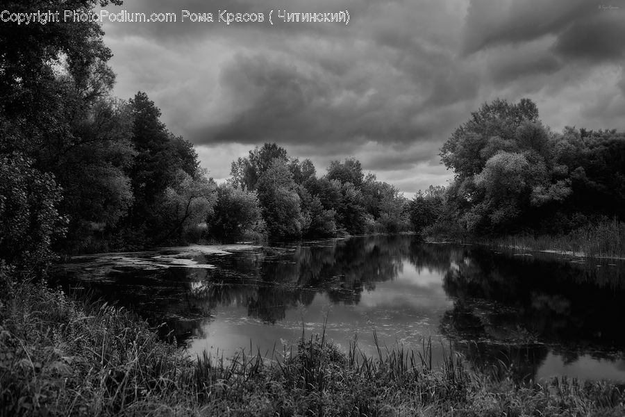 Land, Marsh, Pond, Swamp, Water, Plant, Tree