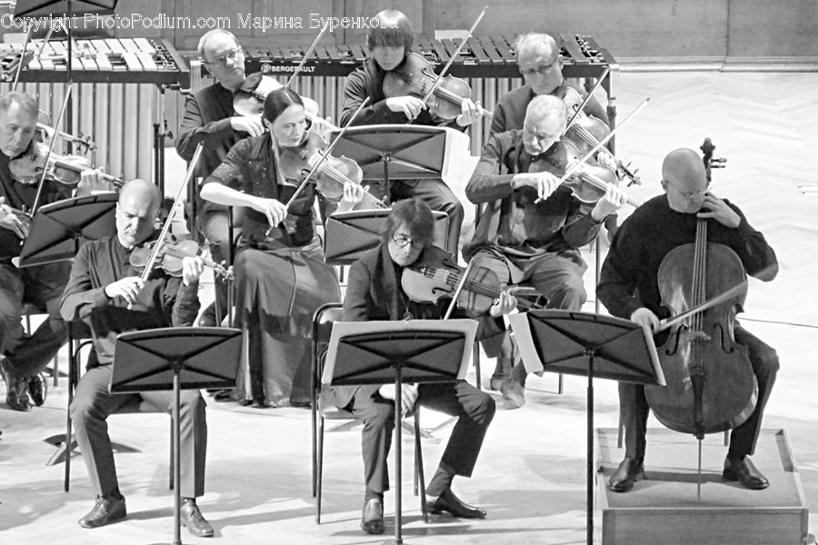 People, Person, Human, Fiddle, Musical Instrument, Viola, Violin