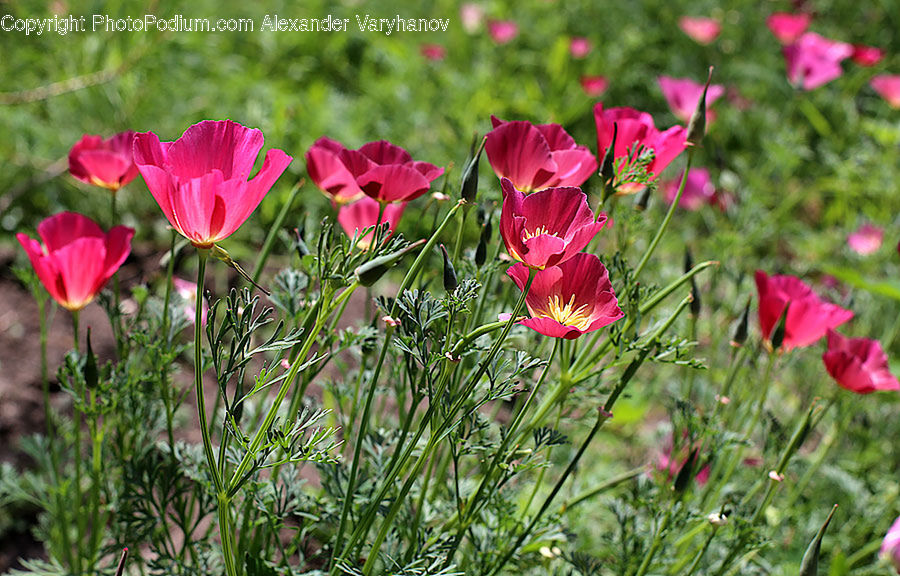 Plant, Potted Plant, Aquilegia, Blossom, Flora, Flower, Conifer