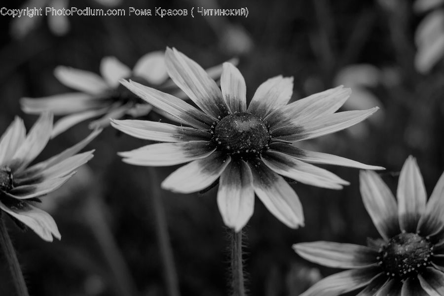 Flora, Pollen, Asteraceae, Blossom, Flower, Plant, Aster