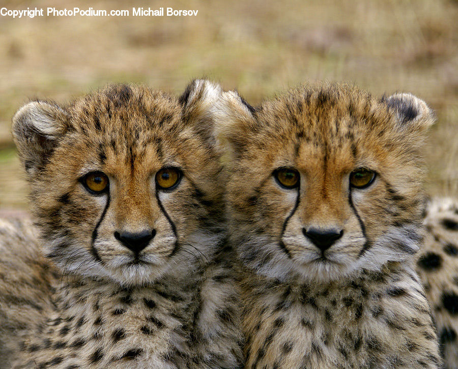 Animal, Mammal, Lion, Wildlife, Leopard, Field, Grass