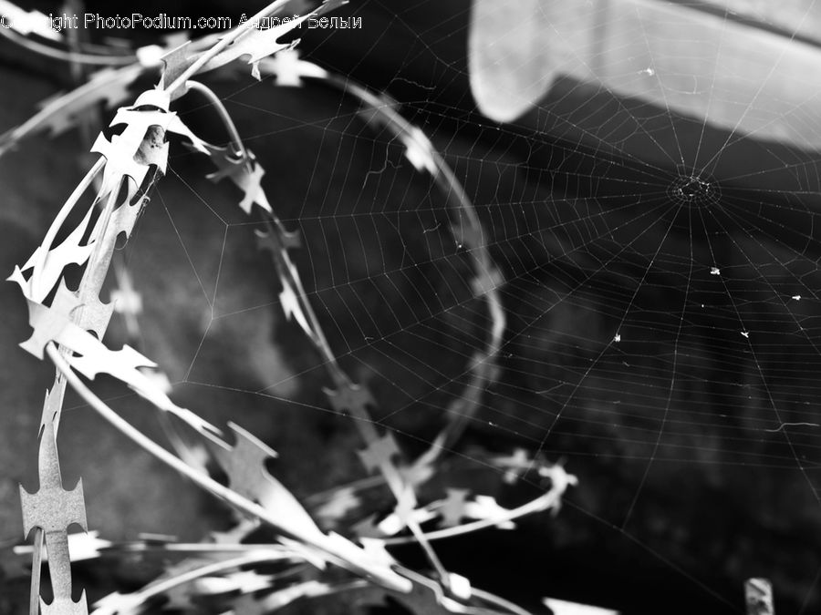 Arachnid, Argiope, Garden Spider, Insect, Spider, Invertebrate, Plant