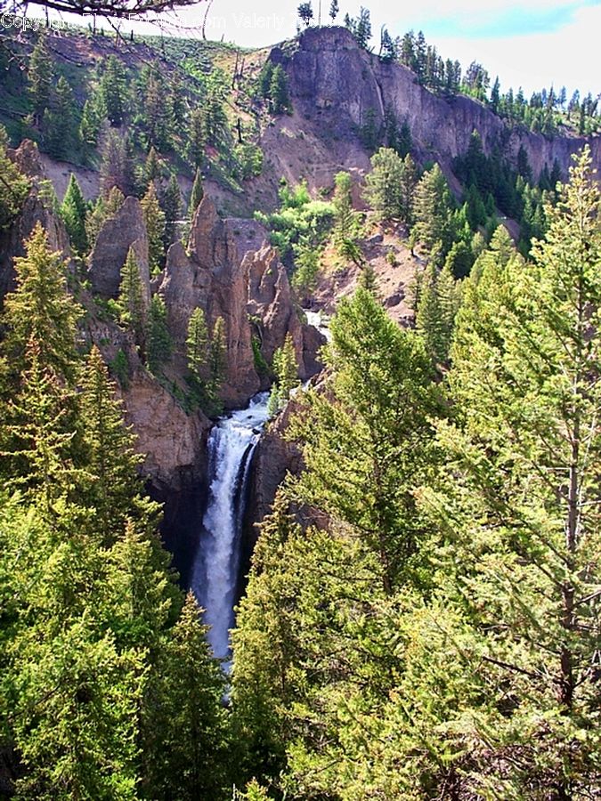 People, Person, Human, Landslide, Conifer, Larch, Tree