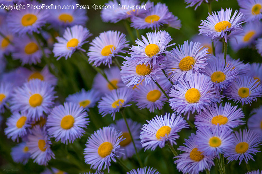 Daisies, Daisy, Flower, Plant, Aster, Blossom, Asteraceae