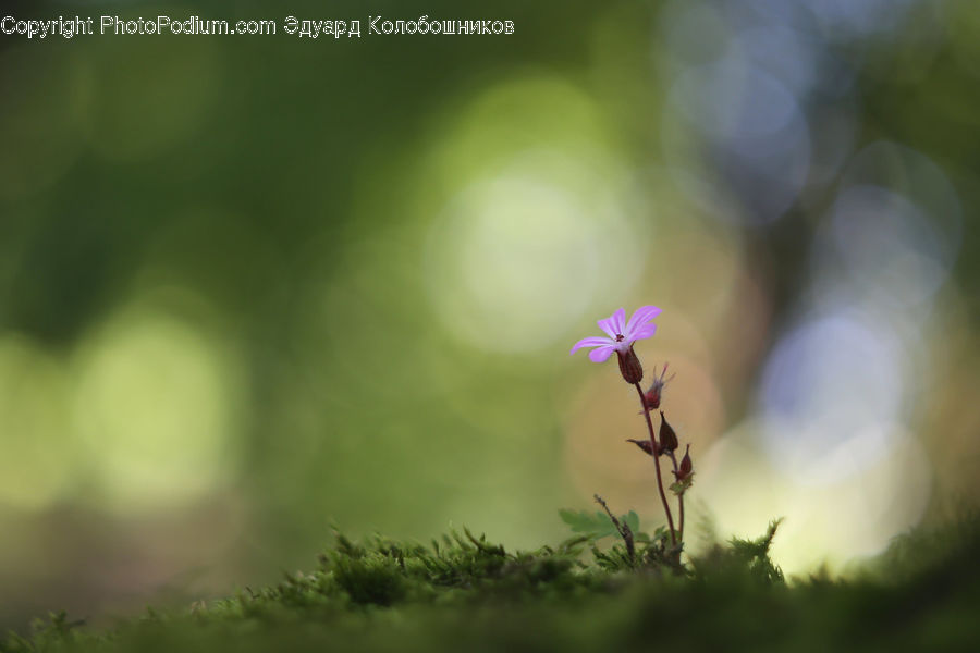 Blossom, Flora, Flower, Geranium, Plant, Potted Plant, Moss