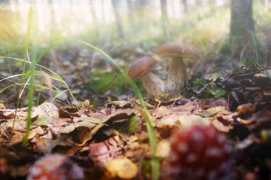 Agaric, Amanita, Fungus, Mushroom, Plant, Soil, Ground