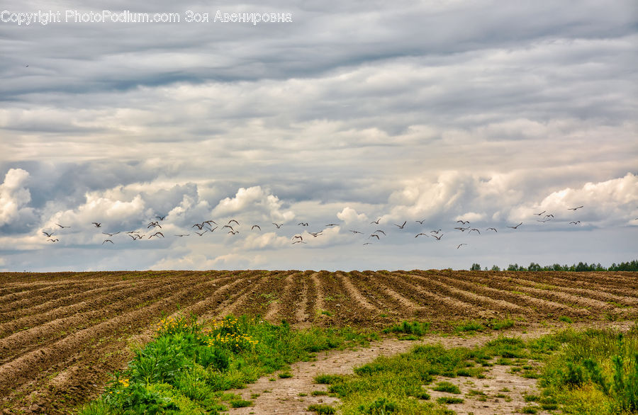 Field, Landscape, Nature, Scenery, Soil