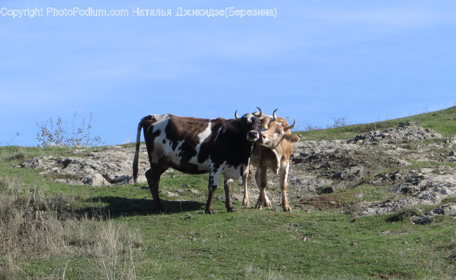 Animal, Cattle, Cow, Dairy Cow, Mammal, Goat, Mountain Goat