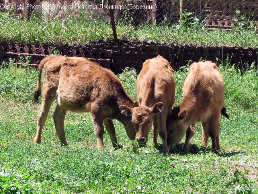 Herbal, Herbs, Plant, Planter, Animal, Cattle, Cow