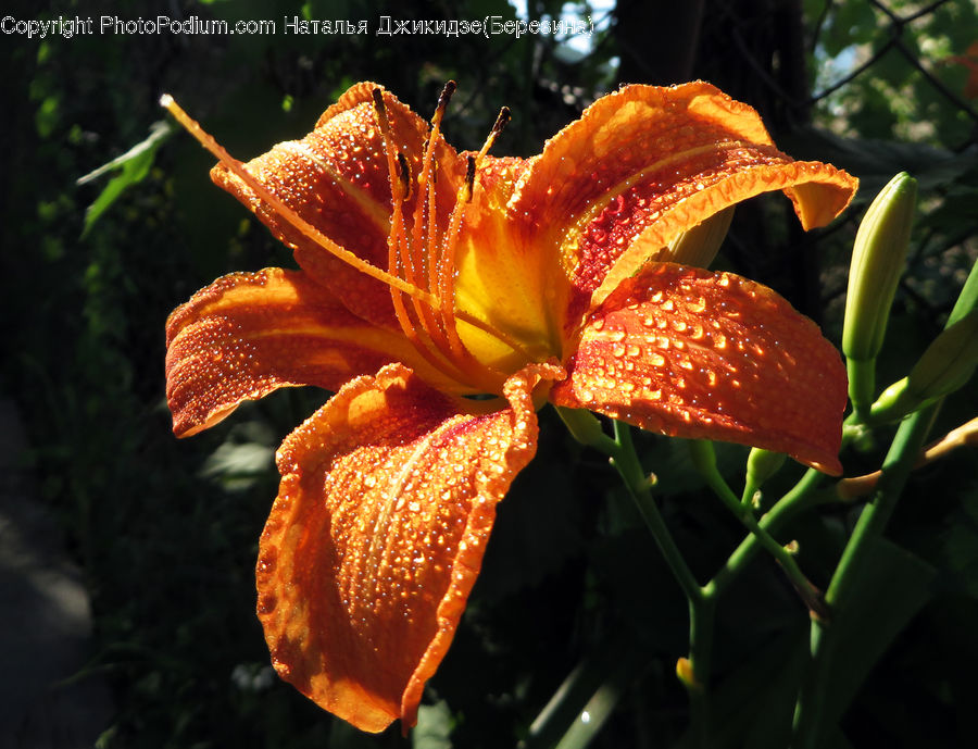 Flora, Flower, Lily, Plant, Blossom, Gladiolus, Iris