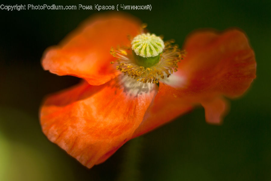 Blossom, Flora, Flower, Plant, Poppy, Hibiscus, Anemone