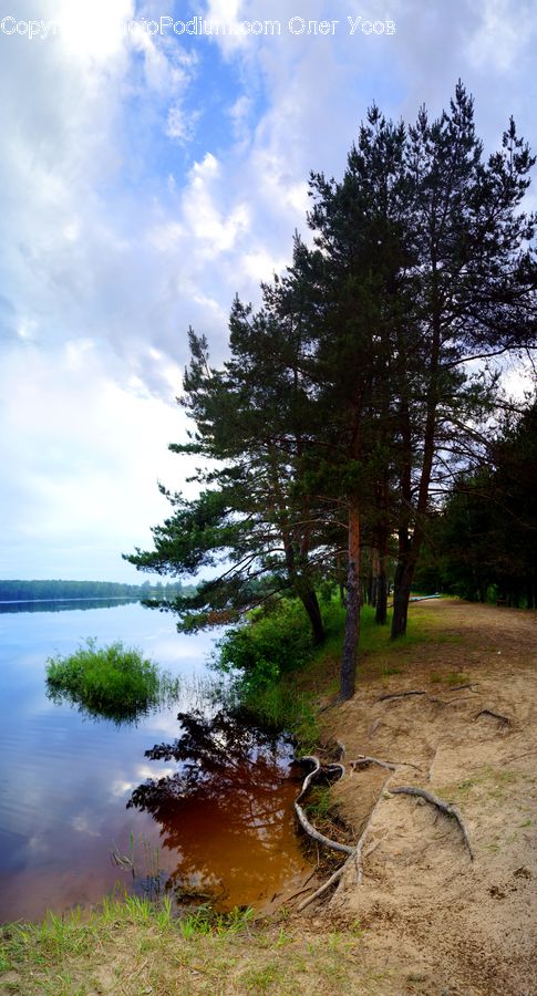 Conifer, Fir, Plant, Tree, Ground, Soil, Landscape