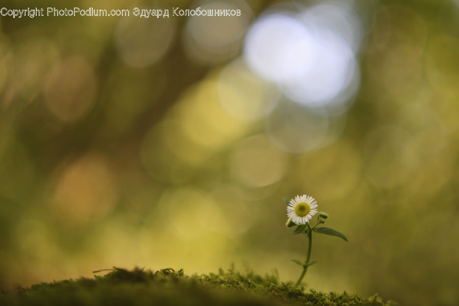 Plant, Weed, Daisies, Daisy, Flower, Asteraceae, Blossom