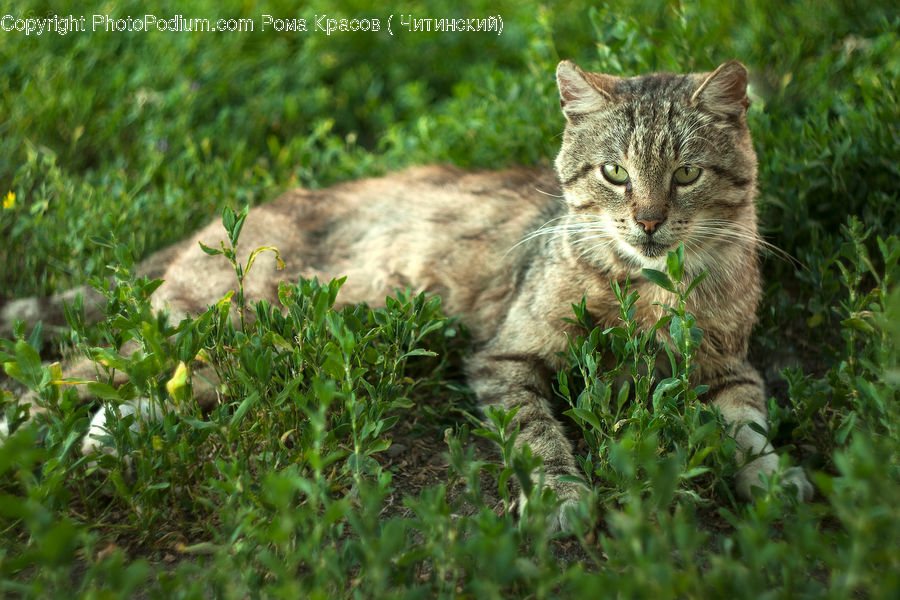 Animal, Cat, Mammal, Pet, Kitten, Plant, Manx