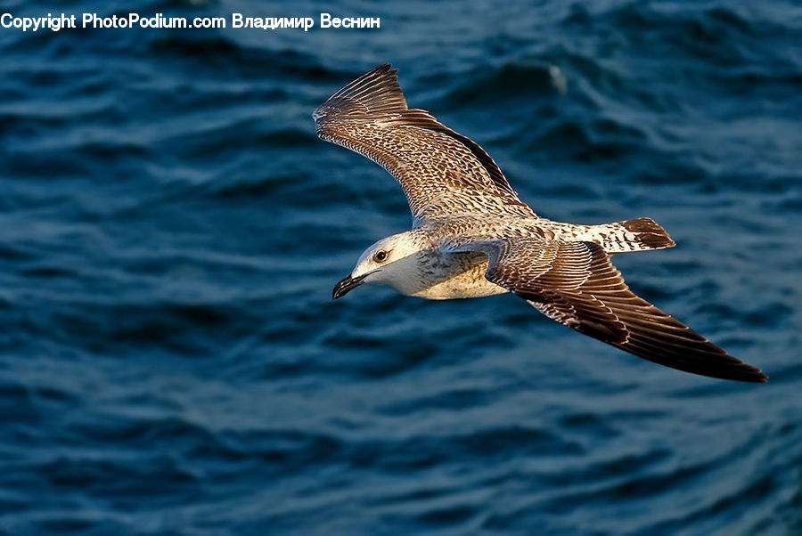 Bird, Booby, Beak, Seagull