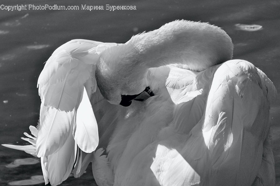 Bird, Waterfowl