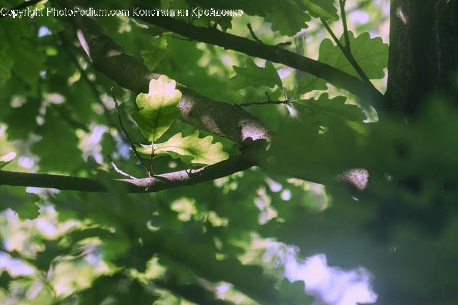 Oak, Sycamore, Tree, Tree Trunk, Wood, Plant, Flare