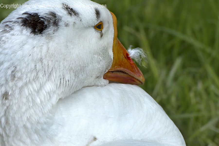 Beak, Bird, Duck, Teal, Waterfowl, Eating, Goose
