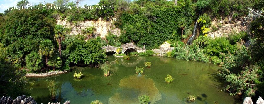 Outdoors, Pond, Water, Conifer, Plant, Tree, Wood