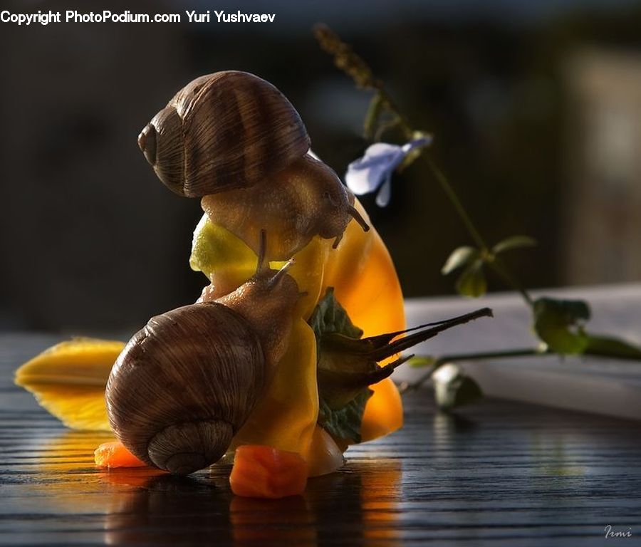 People, Person, Human, Bee, Insect, Invertebrate, Bird