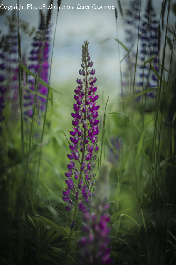 Flower, Lupin, Plant, Blossom, Crocus, Flora, Field