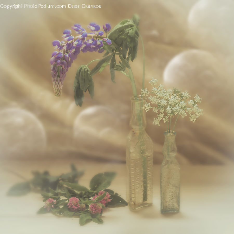 Blossom, Flower, Lilac, Plant, Flora, Geranium, Flower Arrangement