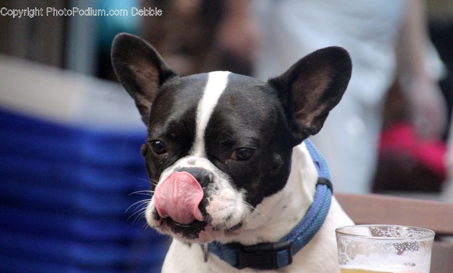 Animal, Bulldog, Canine, Dog, French Bulldog, Mammal, Pet