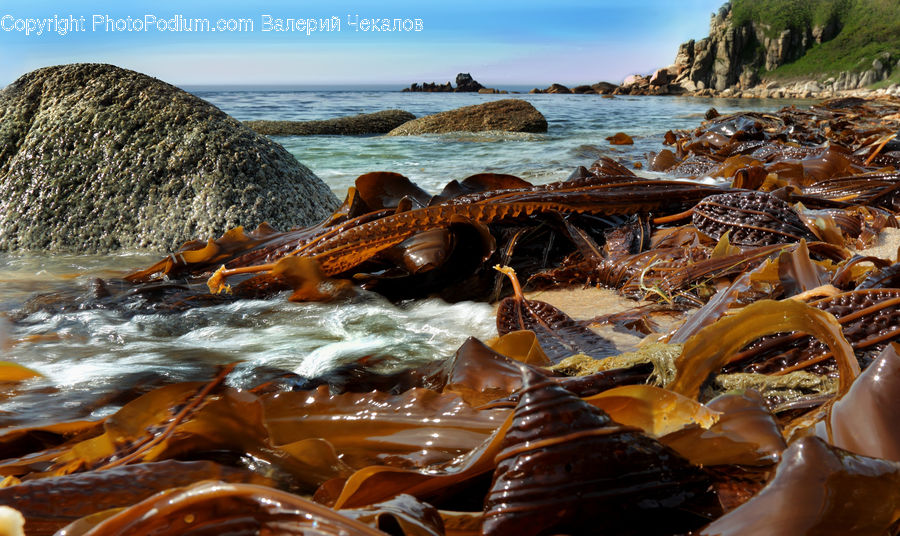Carnival, Festival, Parade, Seaweed, Creek, Outdoors, River