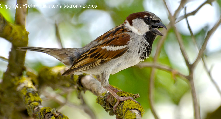 Bird, Sparrow, Plant, Birch, Tree, Wood, Blossom